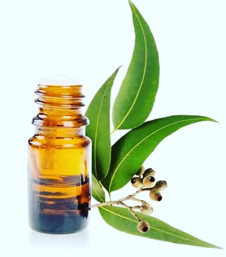 Eucalyptus Essential Oil